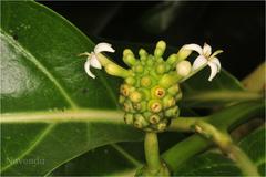 Morinda citrifolia